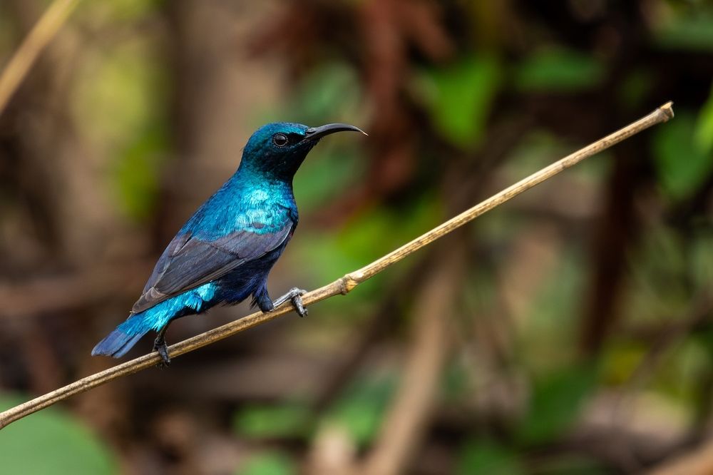 Photograph by Dhananjay Jadhav