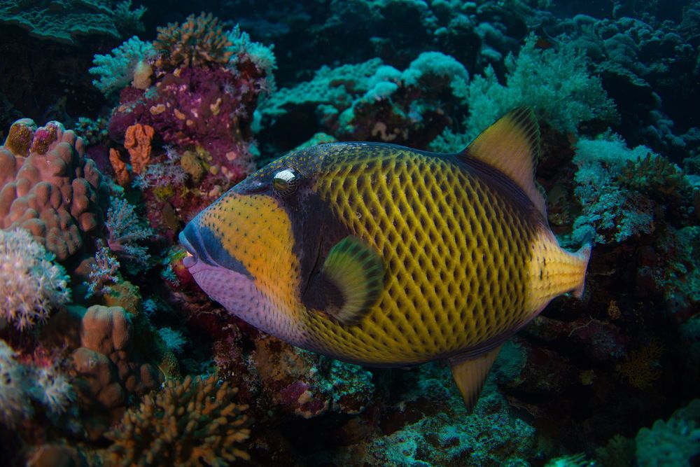 Фотография автора Владимир Чубенко