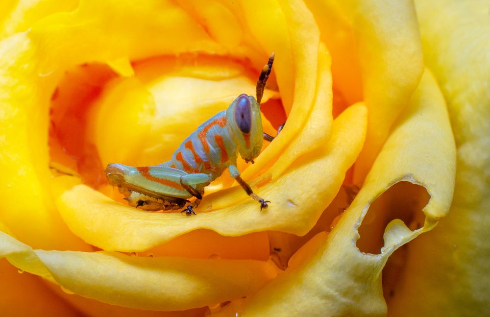 Фотография автора Sasindu Pramuditha