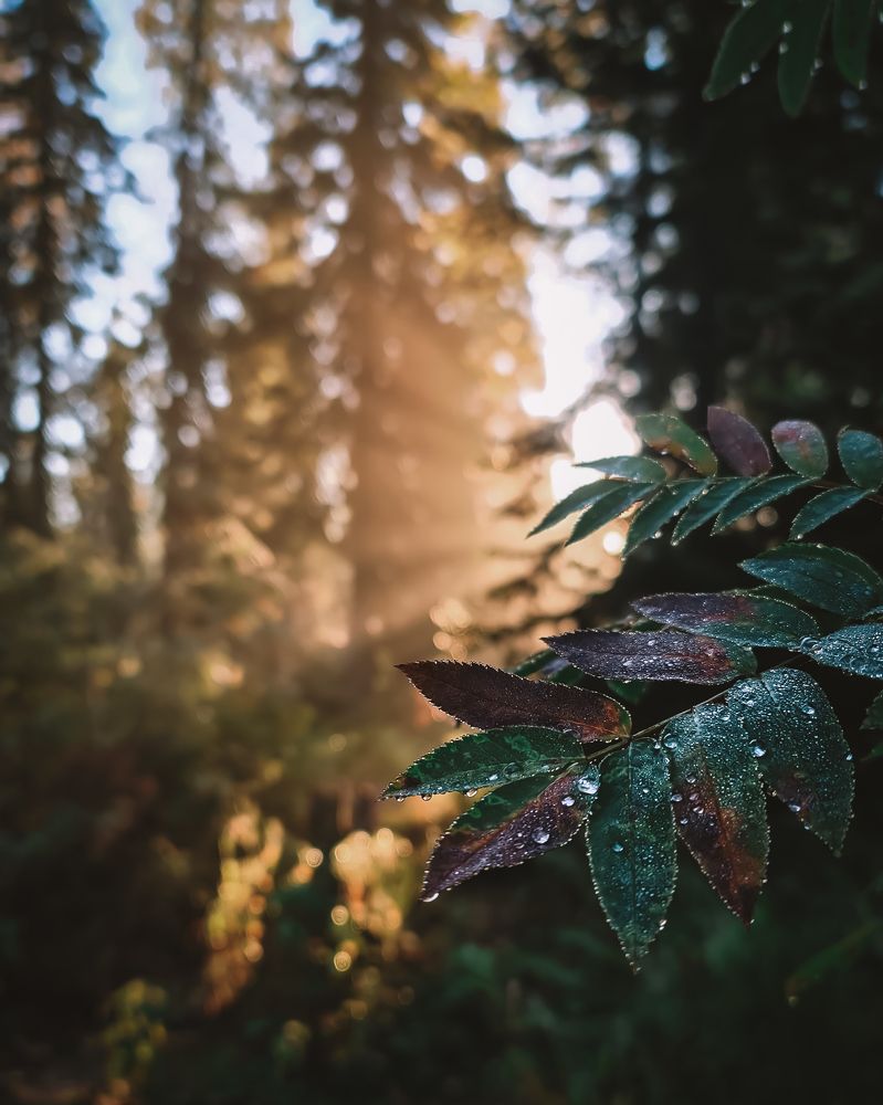 Photograph by Антон Мелёшкин