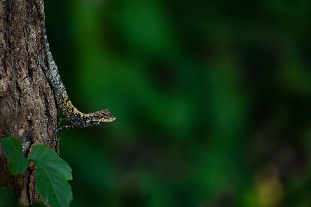 Photograph by Shachi Pandey