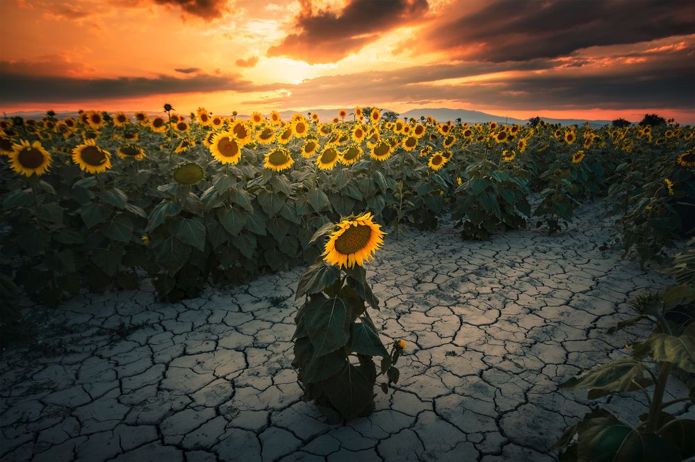 Photograph by Bahadir Sansarci