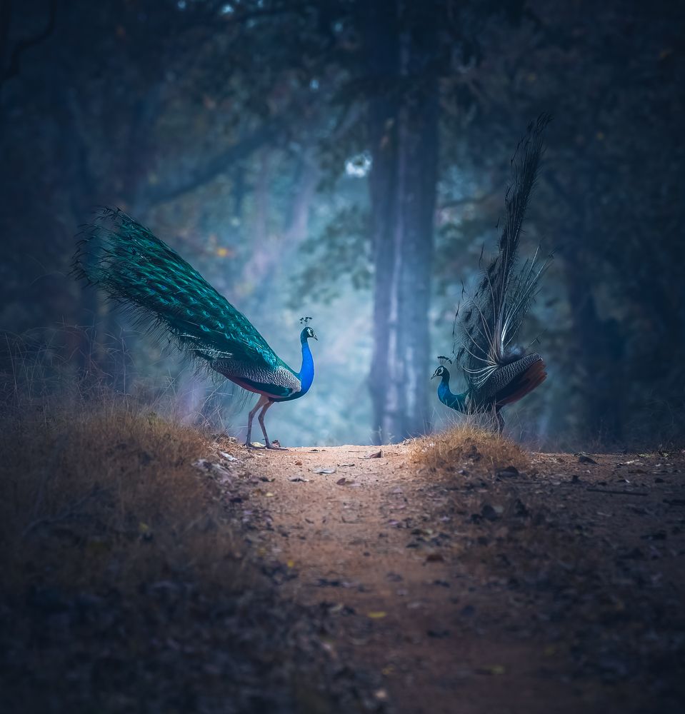 Photograph by Rakesh Baro