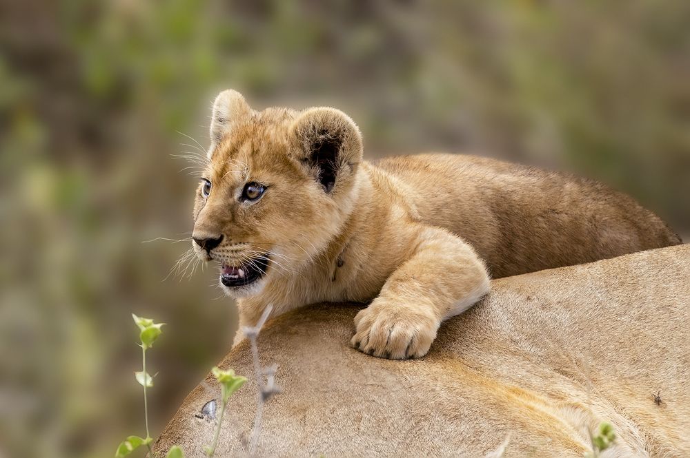 GAZING CUB