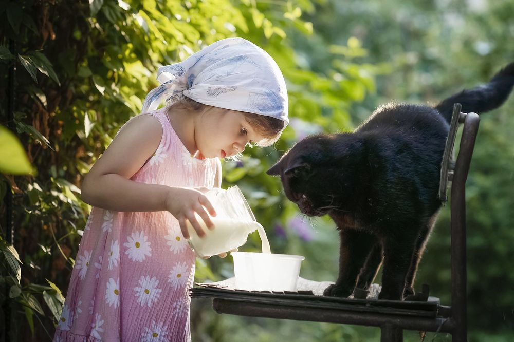 Обед у кота