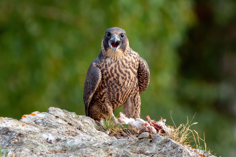 Photograph by Сергей Лебедев