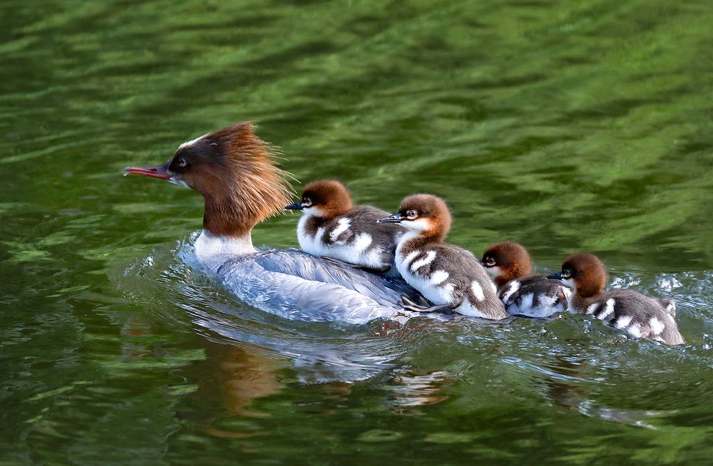 Крохаль с потомством.