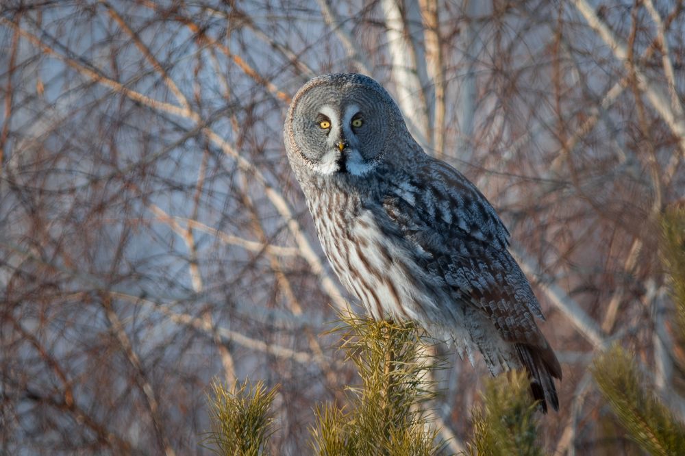 Photograph by Сергей Лебедев