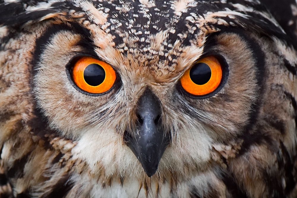 Photograph by Onkar Bedre