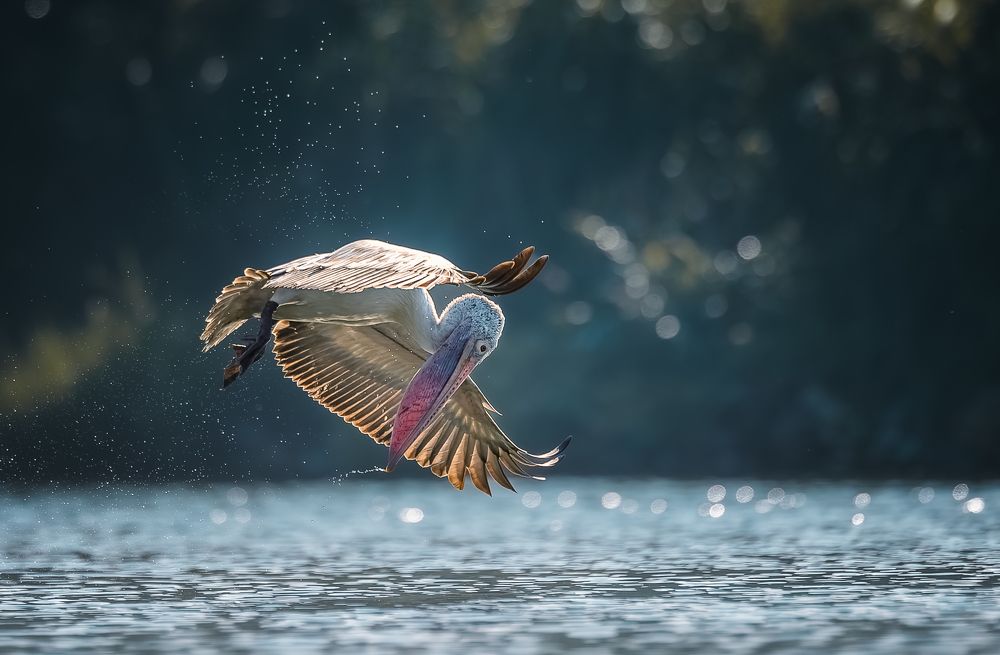 Photograph by Rakesh Baro