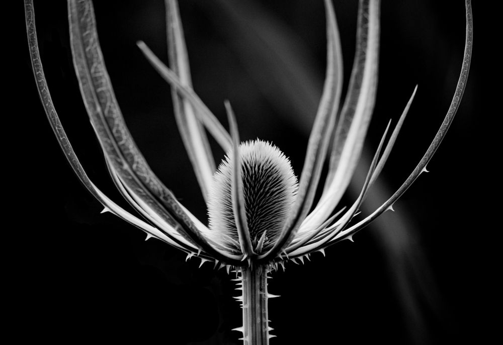 Photograph by Miklós Gál