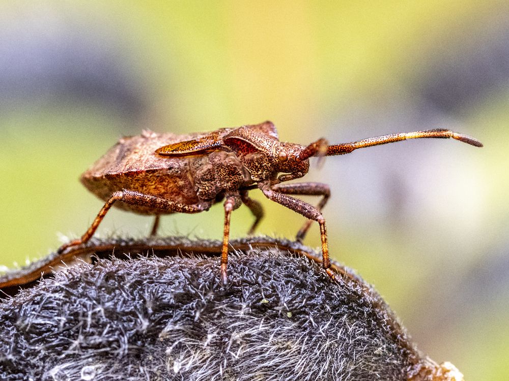 Photograph by Алла Толстая