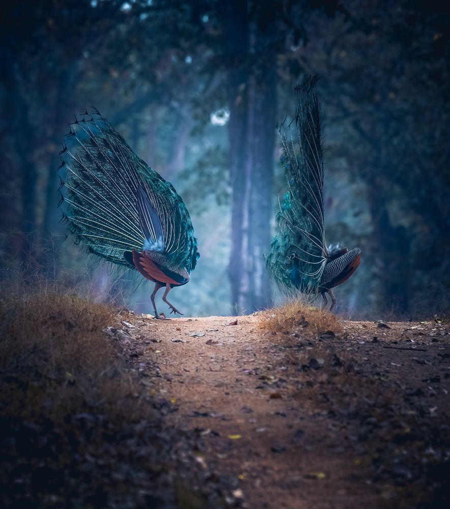 Photograph by Rakesh Baro