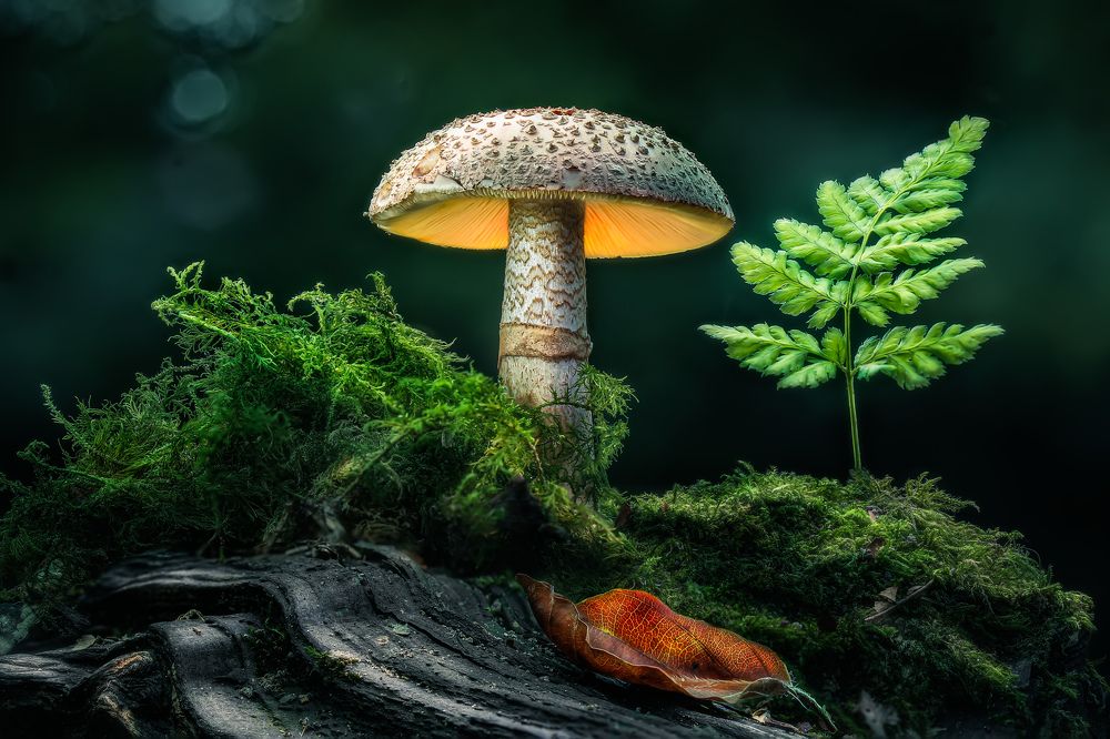 Photograph by Dek Griff