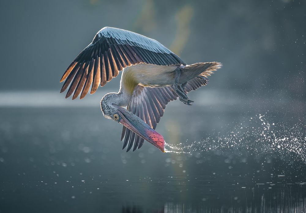 Pelicans of Ranganathittu!