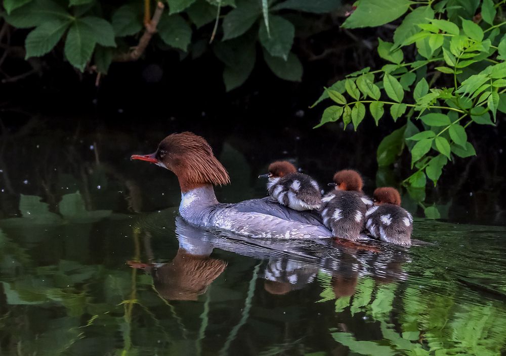 Утка с утятами.