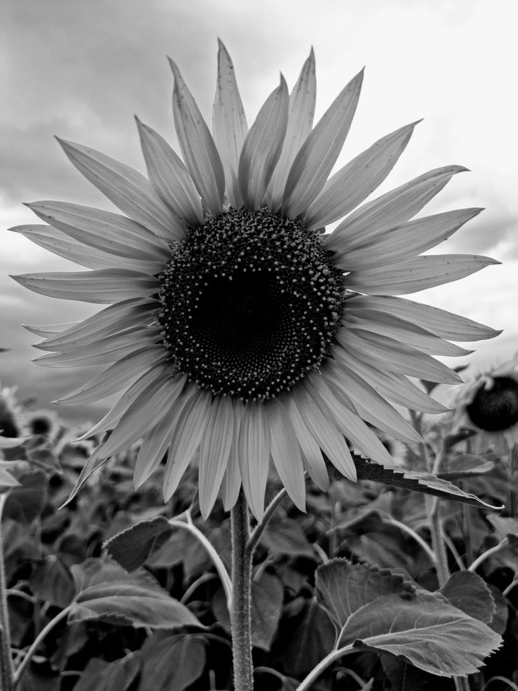 Фотография автора Evgeniya KHOKHLOVA