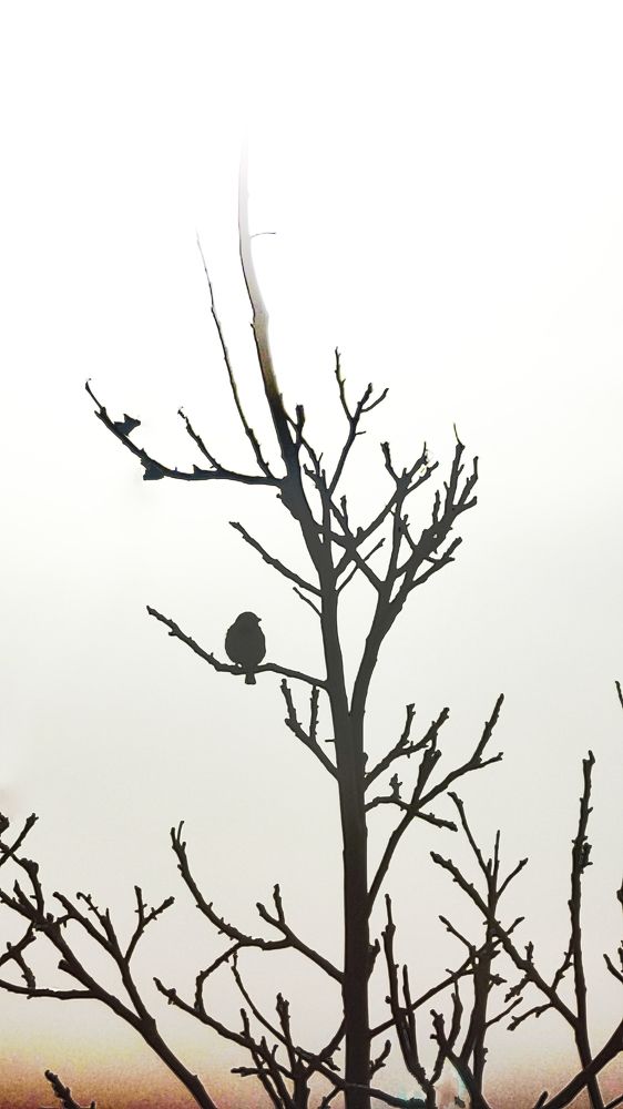 Photograph by Hajar Amir hajiloo