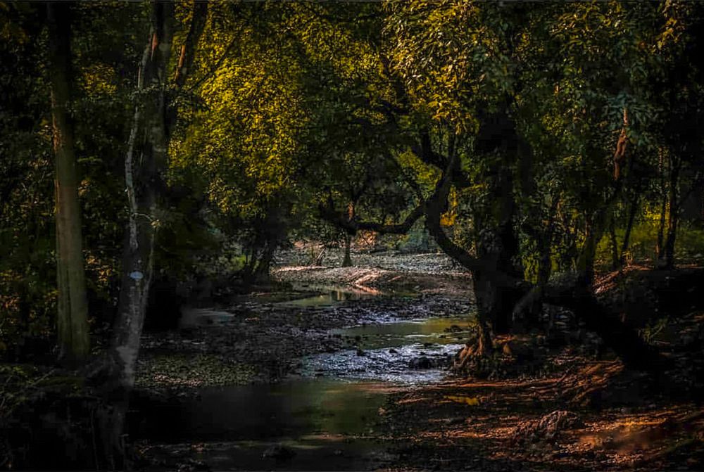 Photograph by Manjunath Patil
