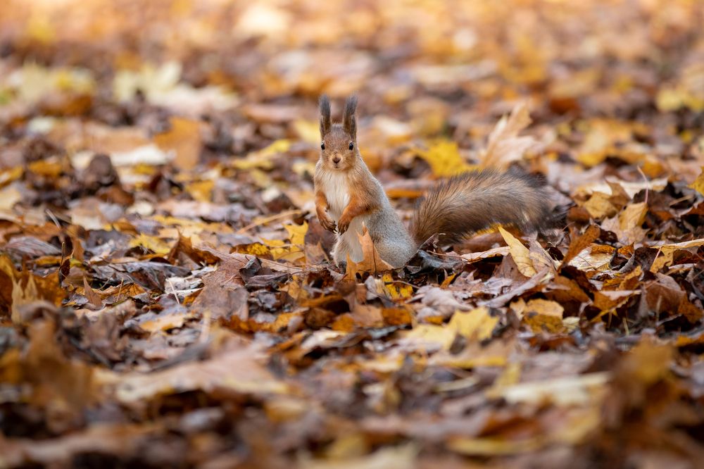 Photograph by Анастасия Петрова