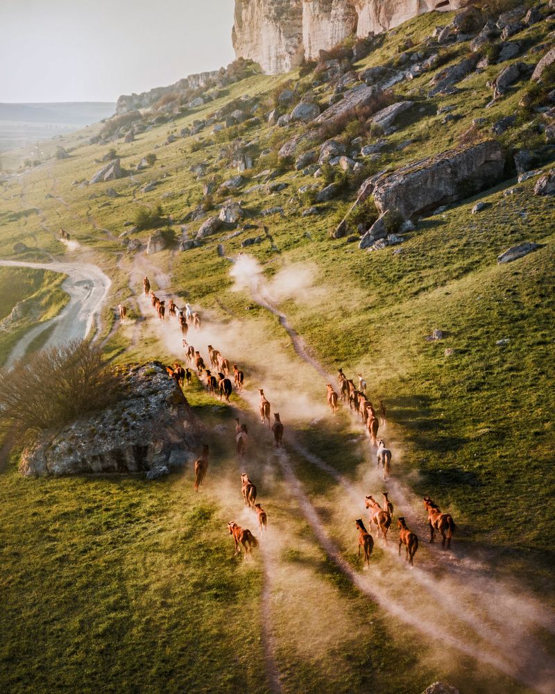 Перегон табуна