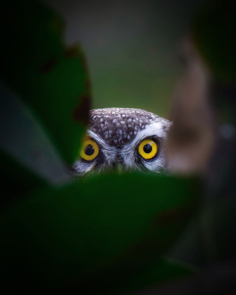 Photograph by Onkar Bedre