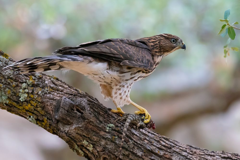 Hawks of Northern Arizona