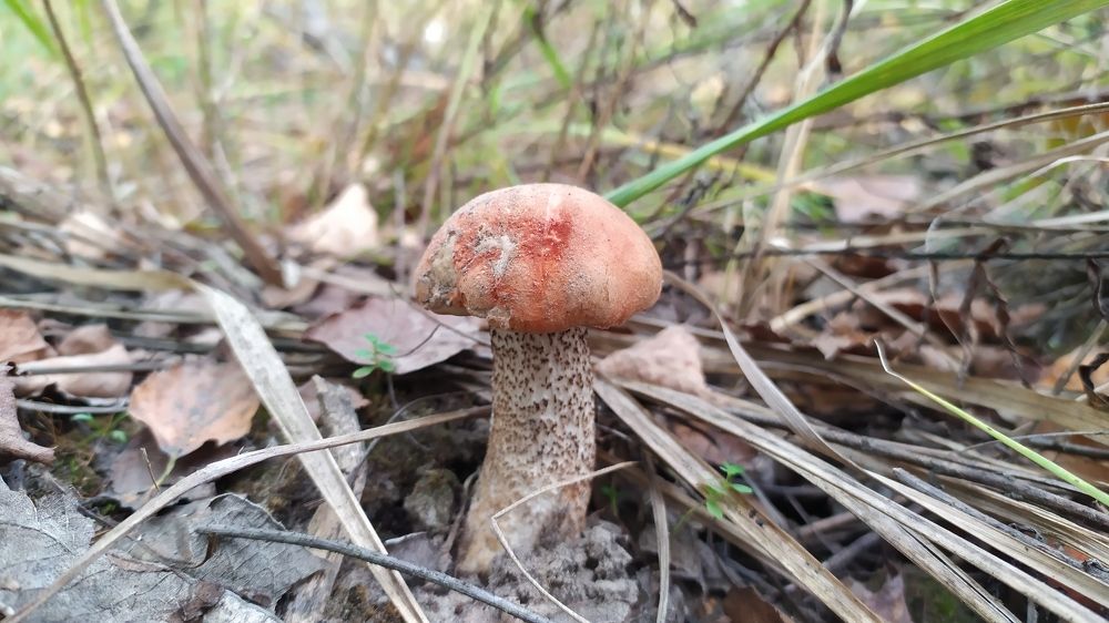 Photograph by Андрей Микулич