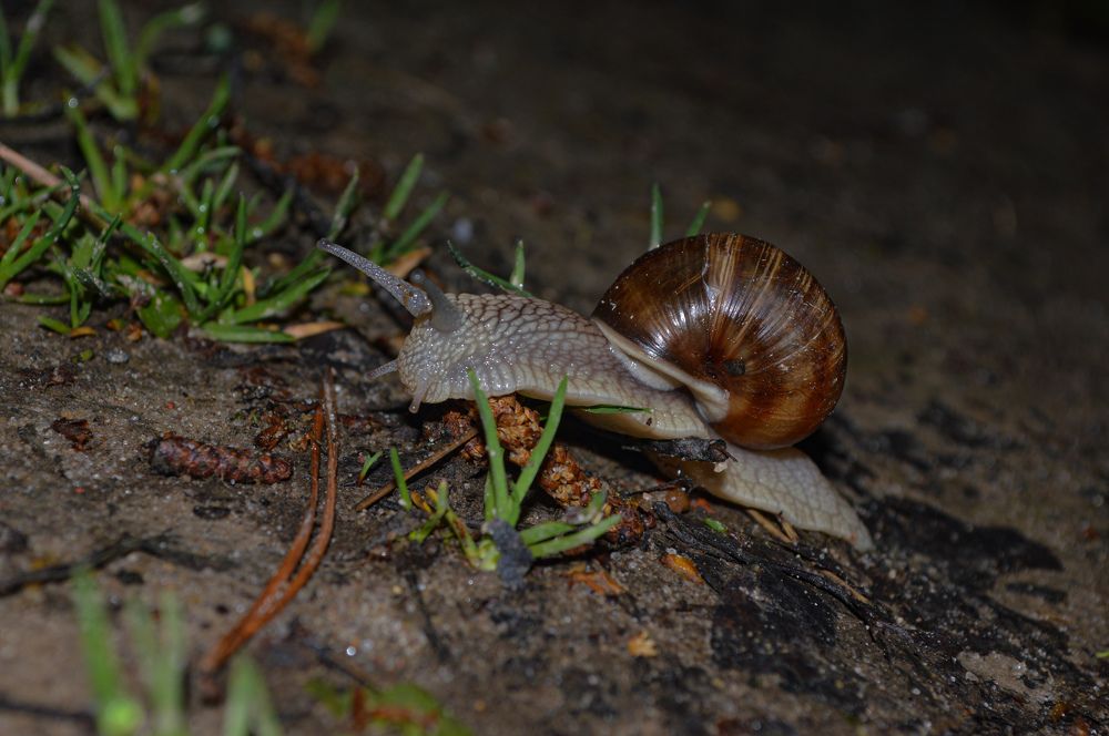 Улитка-малютка