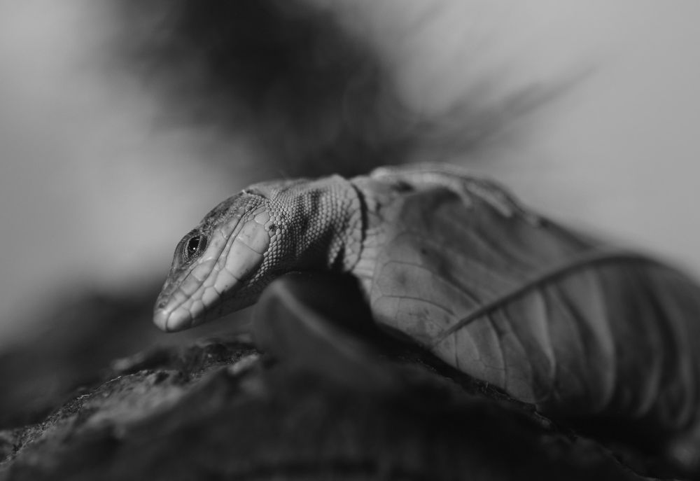 Фотография автора Ercan Yurt