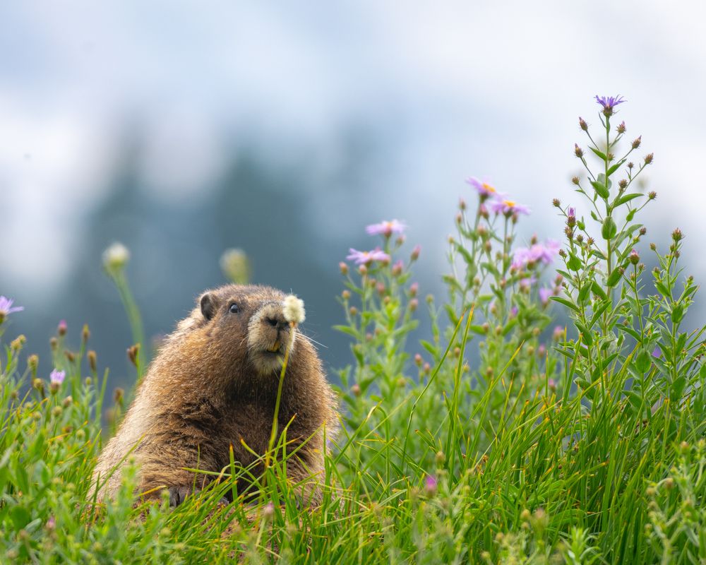 Marmot in Paradise