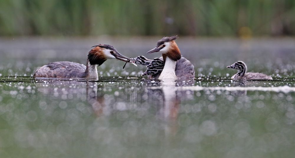 Дружная семейка или Стрекозиный ужин