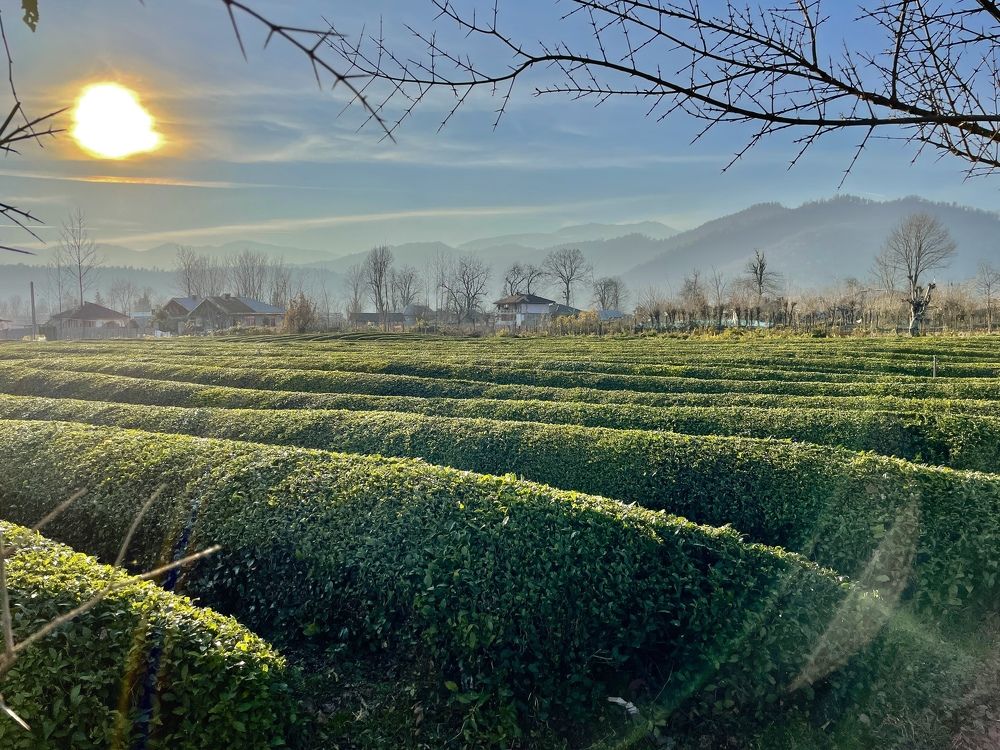 Tea Farm