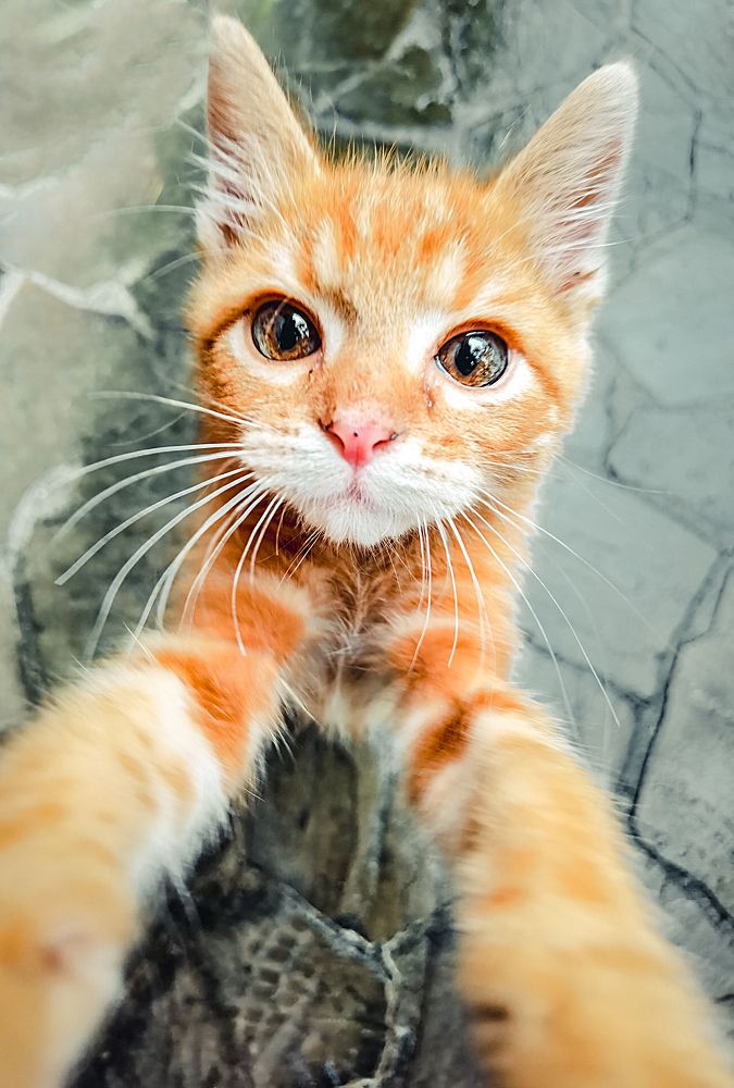 Фотография автора Александр Миронов