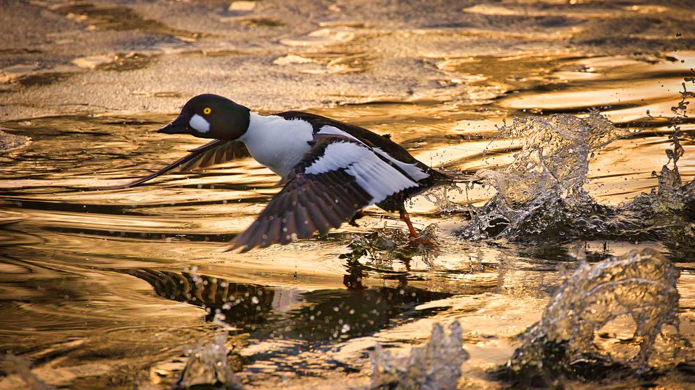 Бегущий по золотым волнам