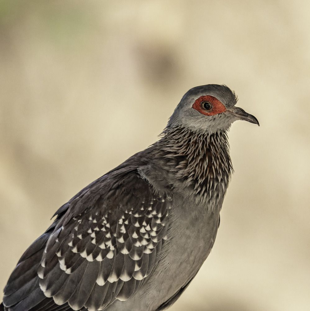 Photograph by René Richard Verona