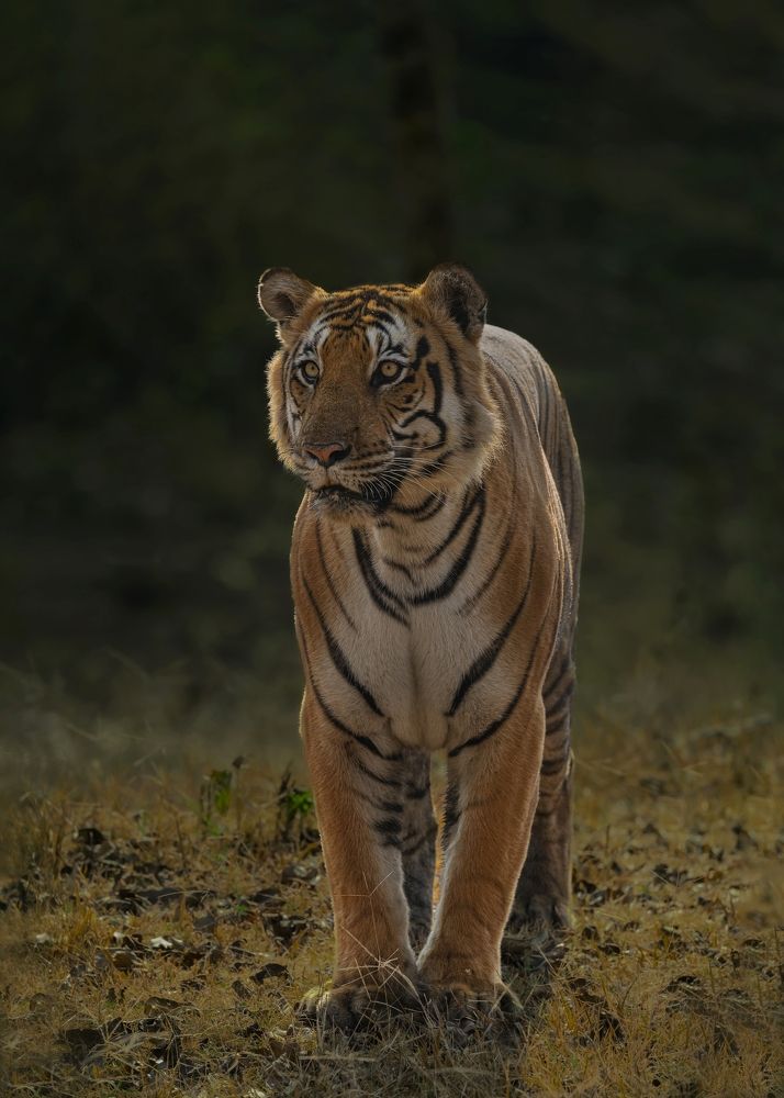 Photograph by Sunil Manikkath