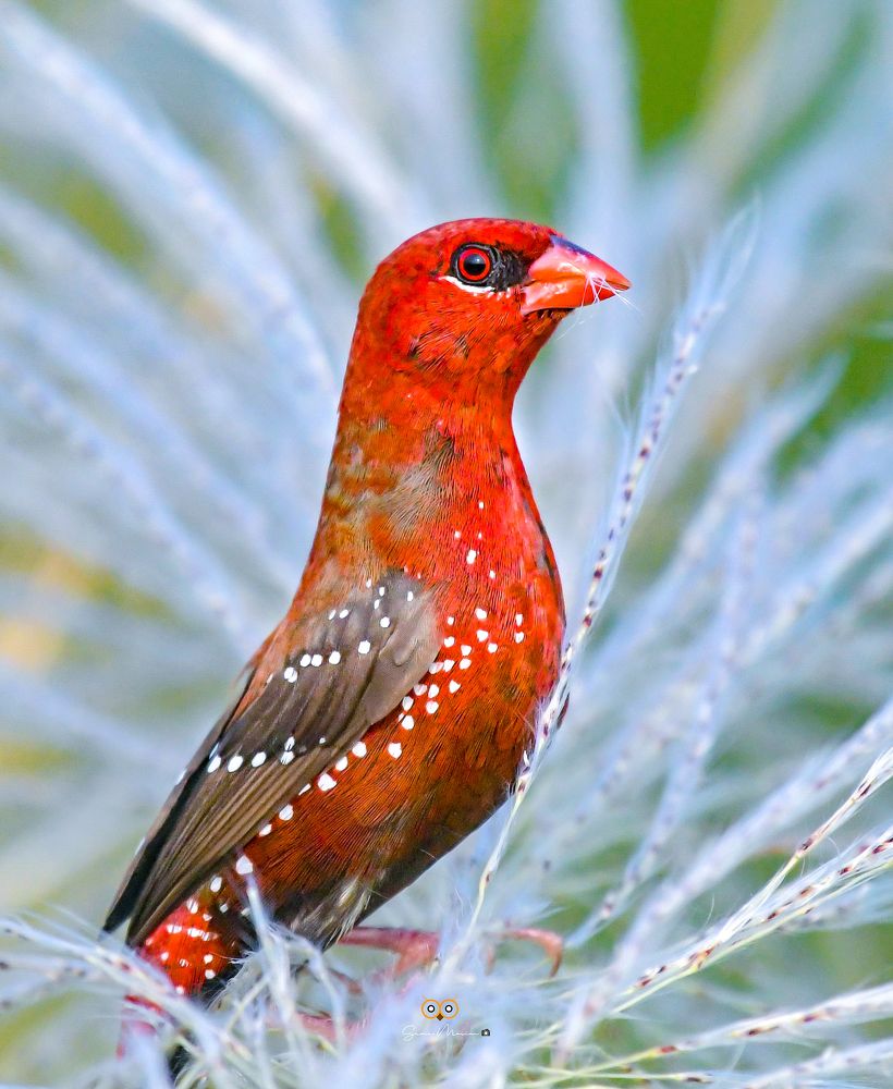 Фотография автора Grace Rani