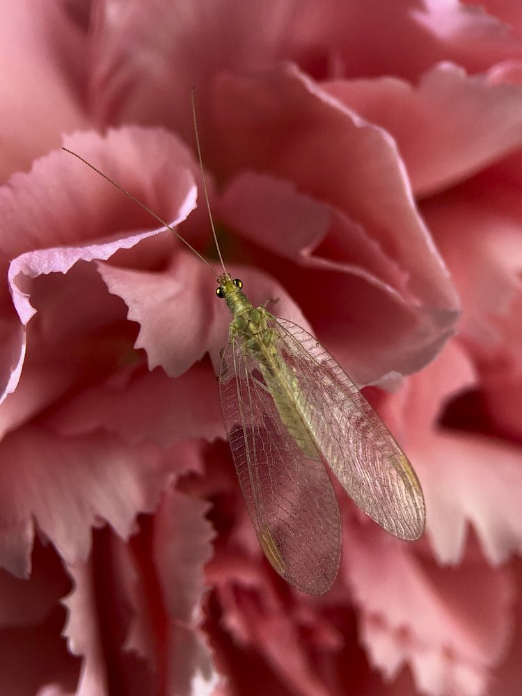 Златоглазка