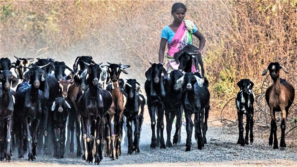 Photograph by Chandra Sekhar B