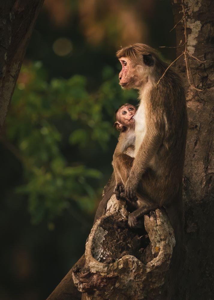 Photograph by Rajeev Abeysekara