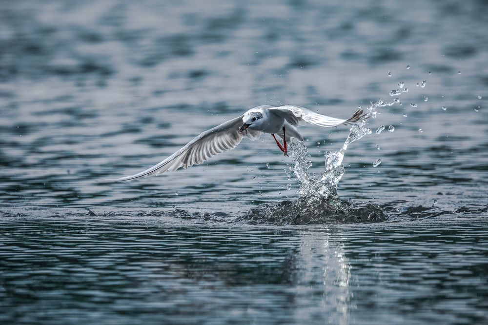 Photograph by Rajeev Abeysekara