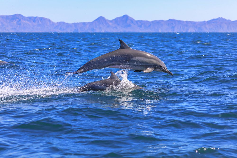 Jumping Dolphins
