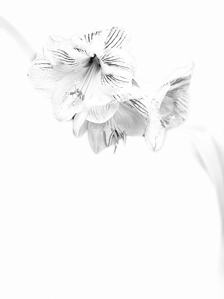 Photograph by Christine ECHEVET-ADAM de VILLIERS