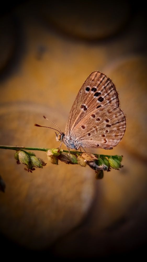 Mobile Photography