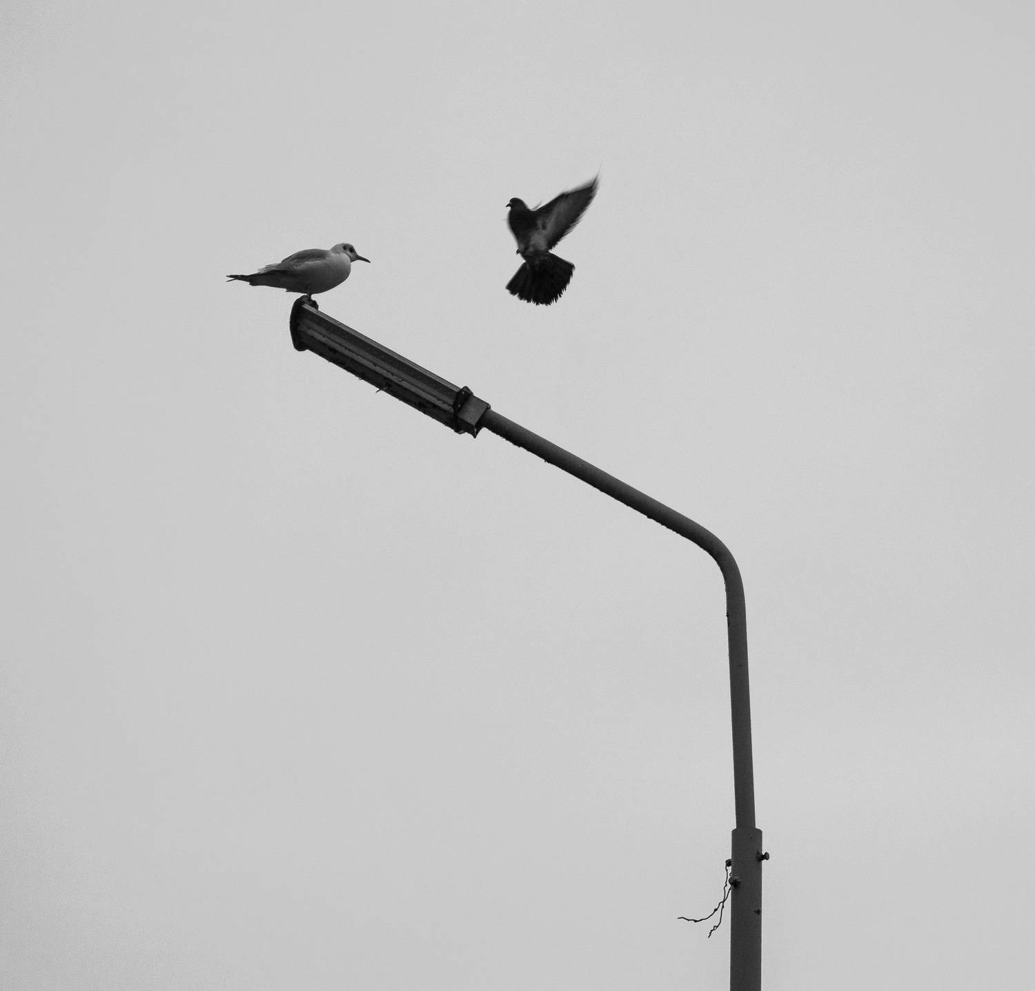 Photo #7399721