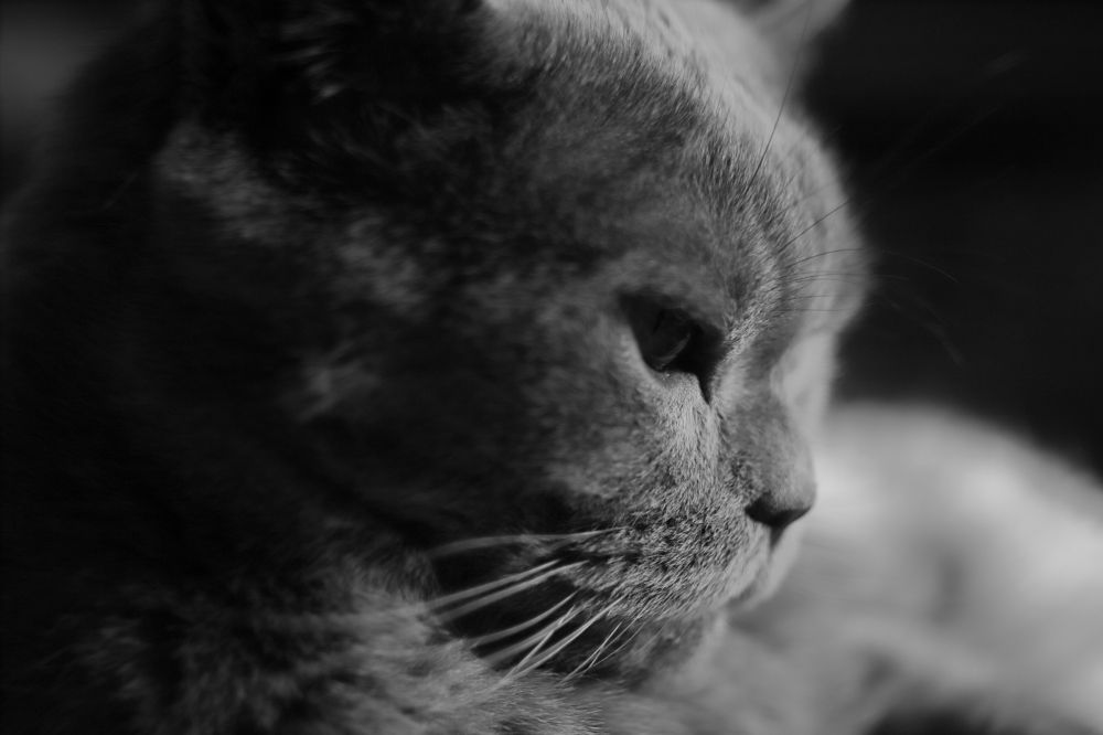 Photograph by Константин Лагоденко