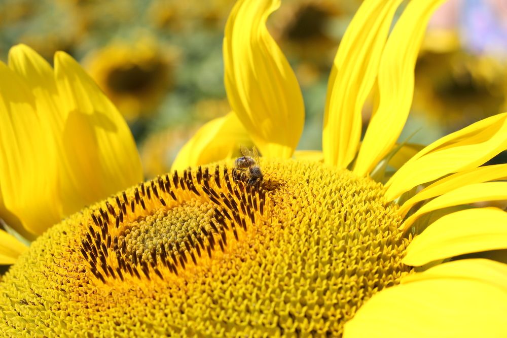 Завтрак пчелы.