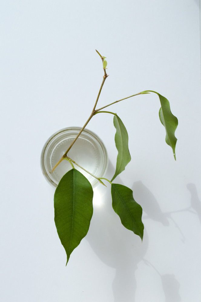 Photograph by Ирина Шмойлова