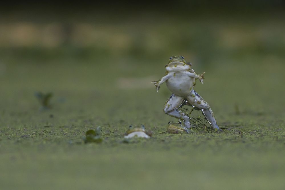 Photograph by Flora Jakab